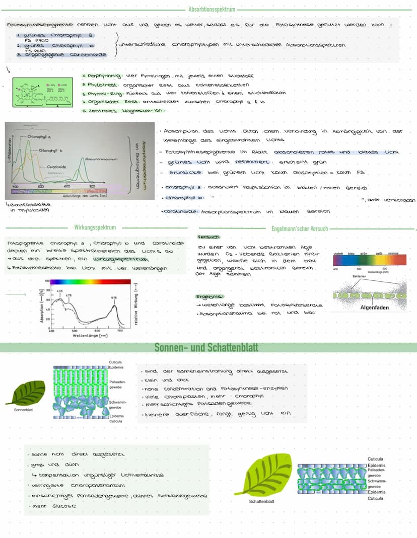 OSYNTHE
·Definition.
Die Fotosynthese ist der Zentrale Stoffwechselvorgang auf der Erde. Aus den energiearmen,
anorganischen Stoffen, CO₂ un