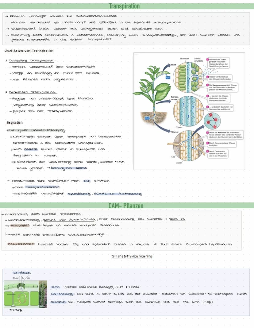 OSYNTHE
·Definition.
Die Fotosynthese ist der Zentrale Stoffwechselvorgang auf der Erde. Aus den energiearmen,
anorganischen Stoffen, CO₂ un