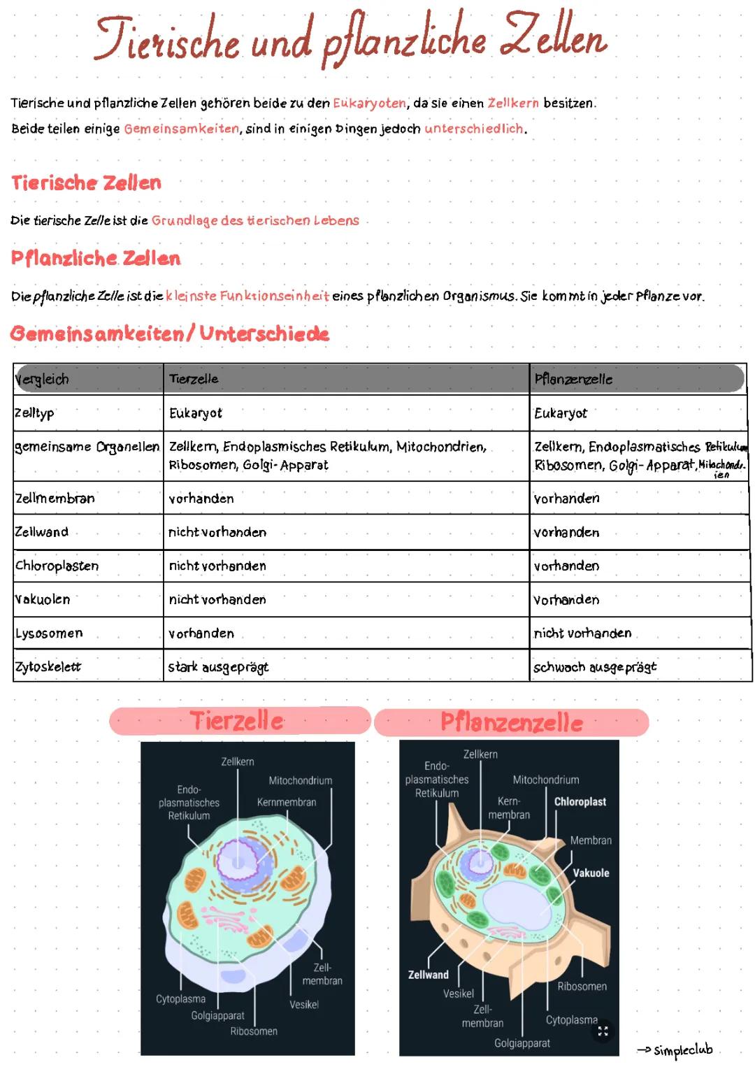  Tierische und pflanzliche Zellen