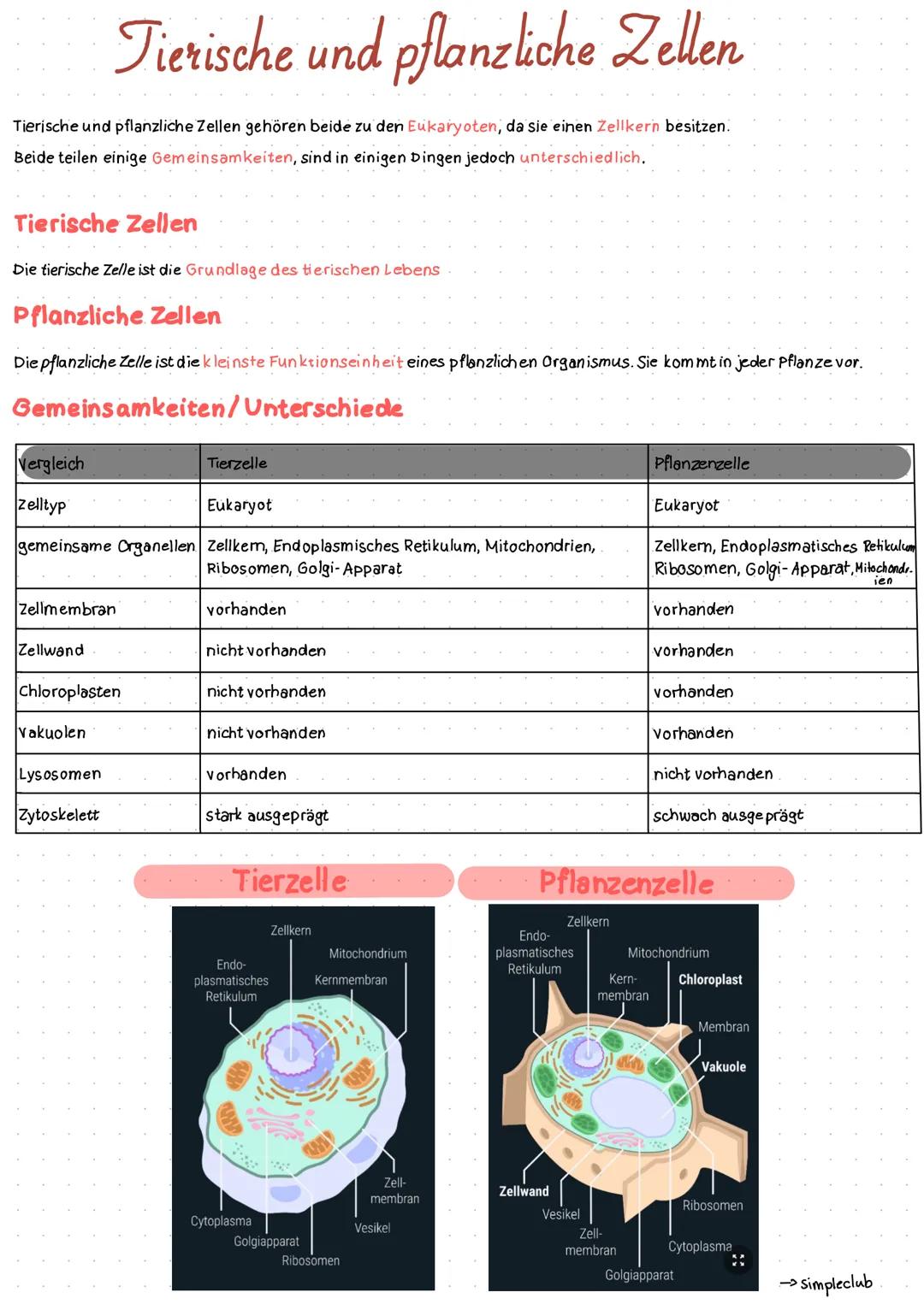 Tierische und pflanzliche Zellen gehören beide zu den Eukaryoten, da sie einen Zellkern besitzen.
Beide teilen einige Gemeinsamkeiten, sind 