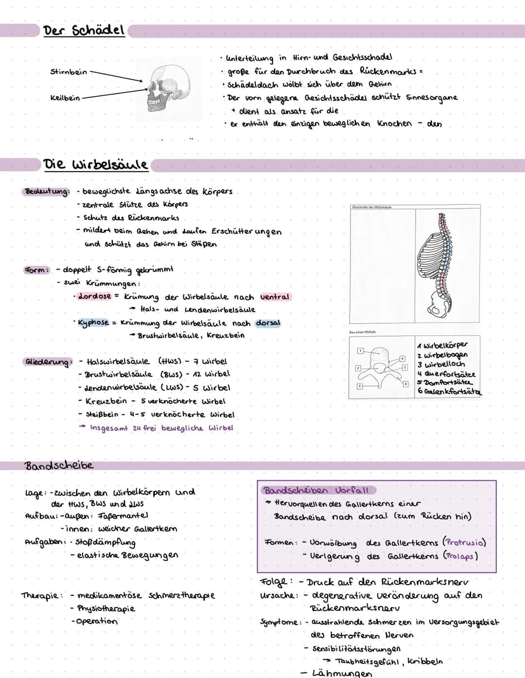 -2.4. Der Stütz- und Bewegungsapperat des Menschen.
2.4.1 Einteilung des Bewegungsapparat
aktiver Teil
• Skelettmuskulatur
(bewegt sich selb