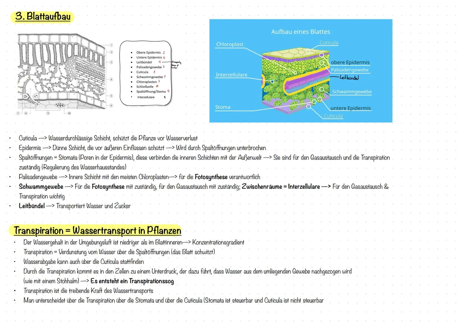 1. Umweltfaktoren
1.1 abiotische Faktoren
Toleranzkurve
Lebensvorgänge einer Art sind u.a. von der Intensität der Umweltfaktoren.
abhängig (
