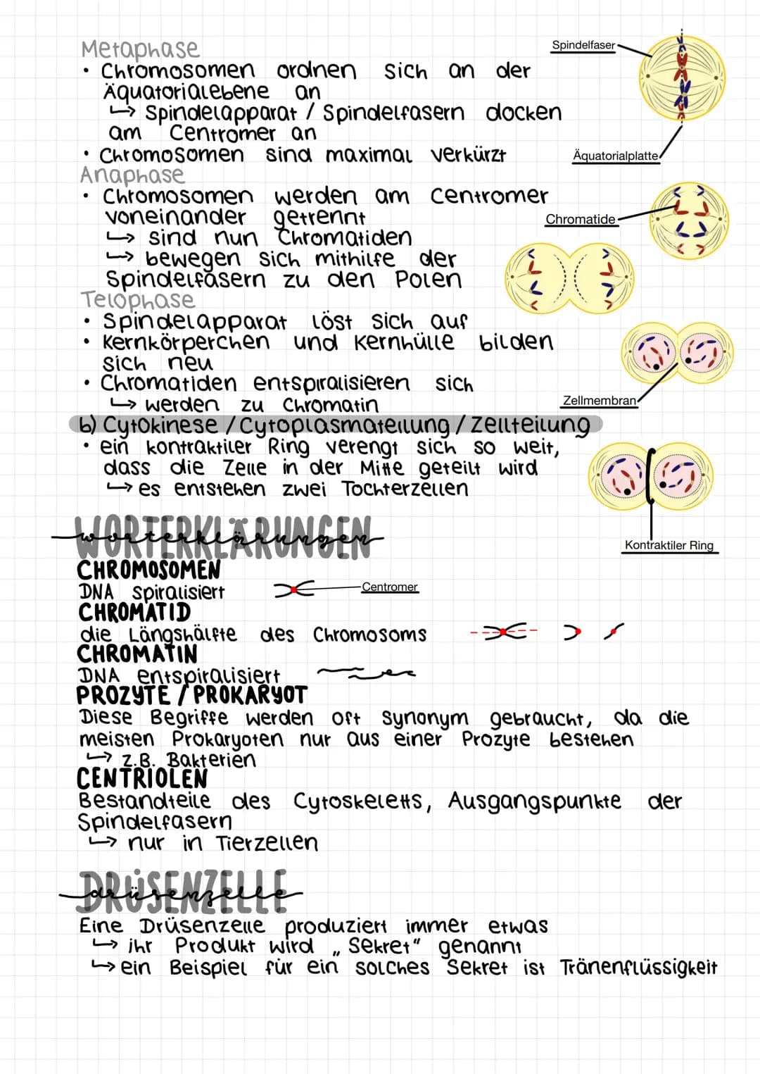 PROCYTEM UND EUCYTEN
und
PROKARYOT
Organismus, der in der Regel aus einer Prozyte besteht
žeuen besitzen keinen Zellkern
●
●
•
●
●
●
●
●
●
v