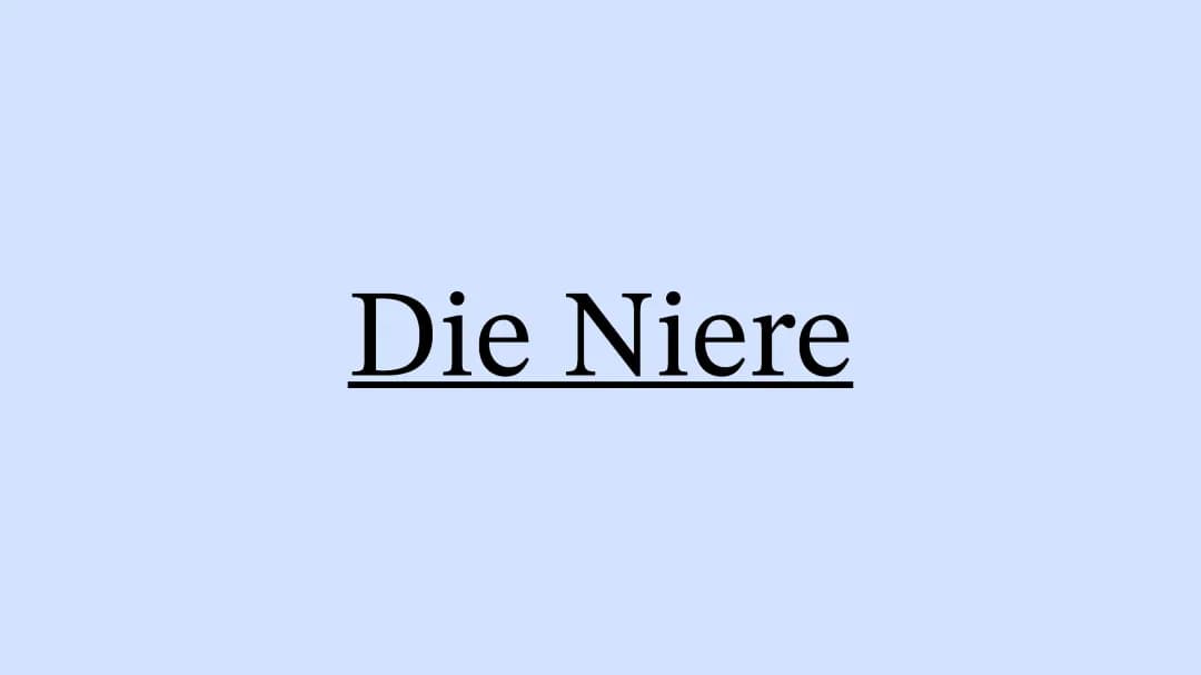 Die Niere