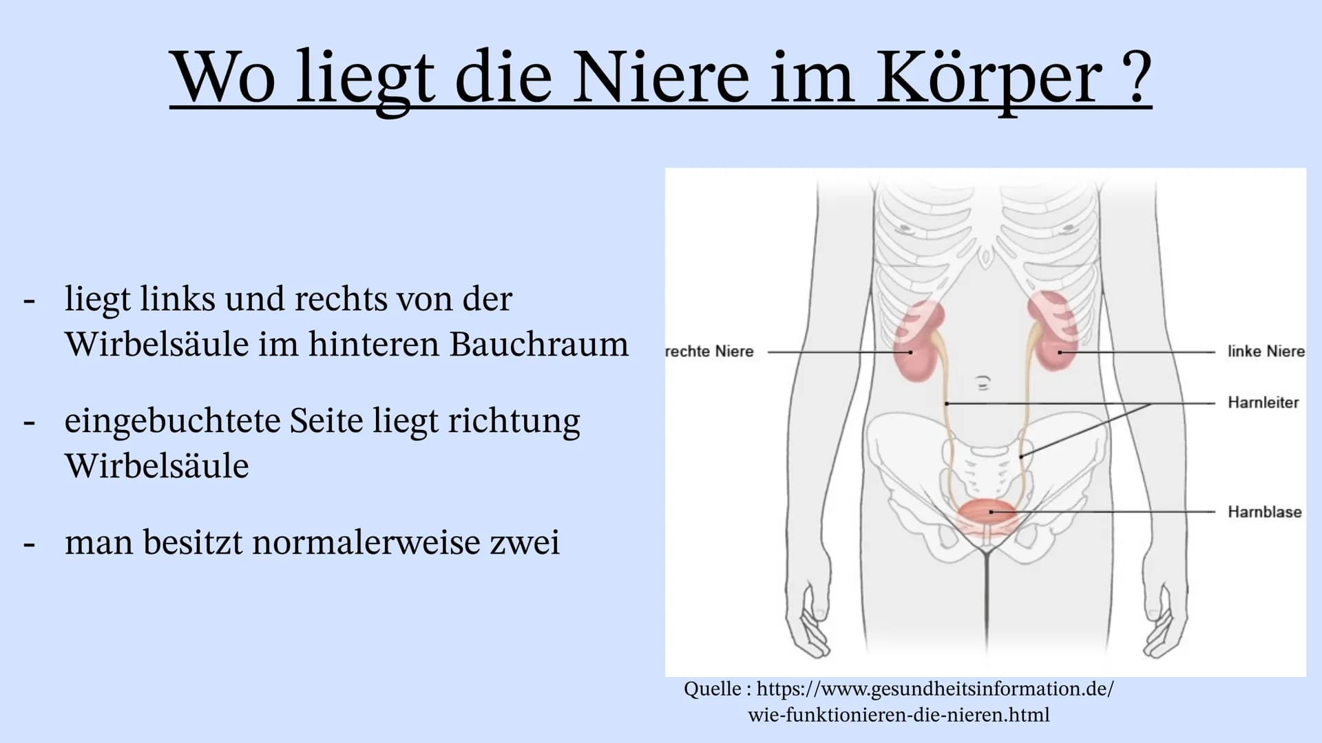 Die Niere Inhaltsverzeichnis
Wo liegt die Niere im Körper?
Aufbau der Niere
Leistung
Henle Schleife
Was wenn die Niere Versagt? Wo liegt die