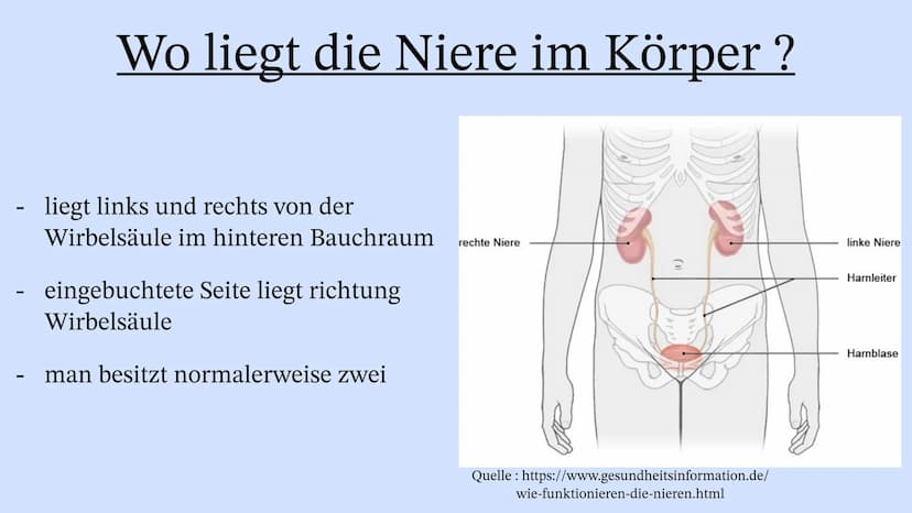 Die Niere Inhaltsverzeichnis
Wo liegt die Niere im Körper?
Aufbau der Niere
Leistung
Henle Schleife
Was wenn die Niere Versagt? Wo liegt die