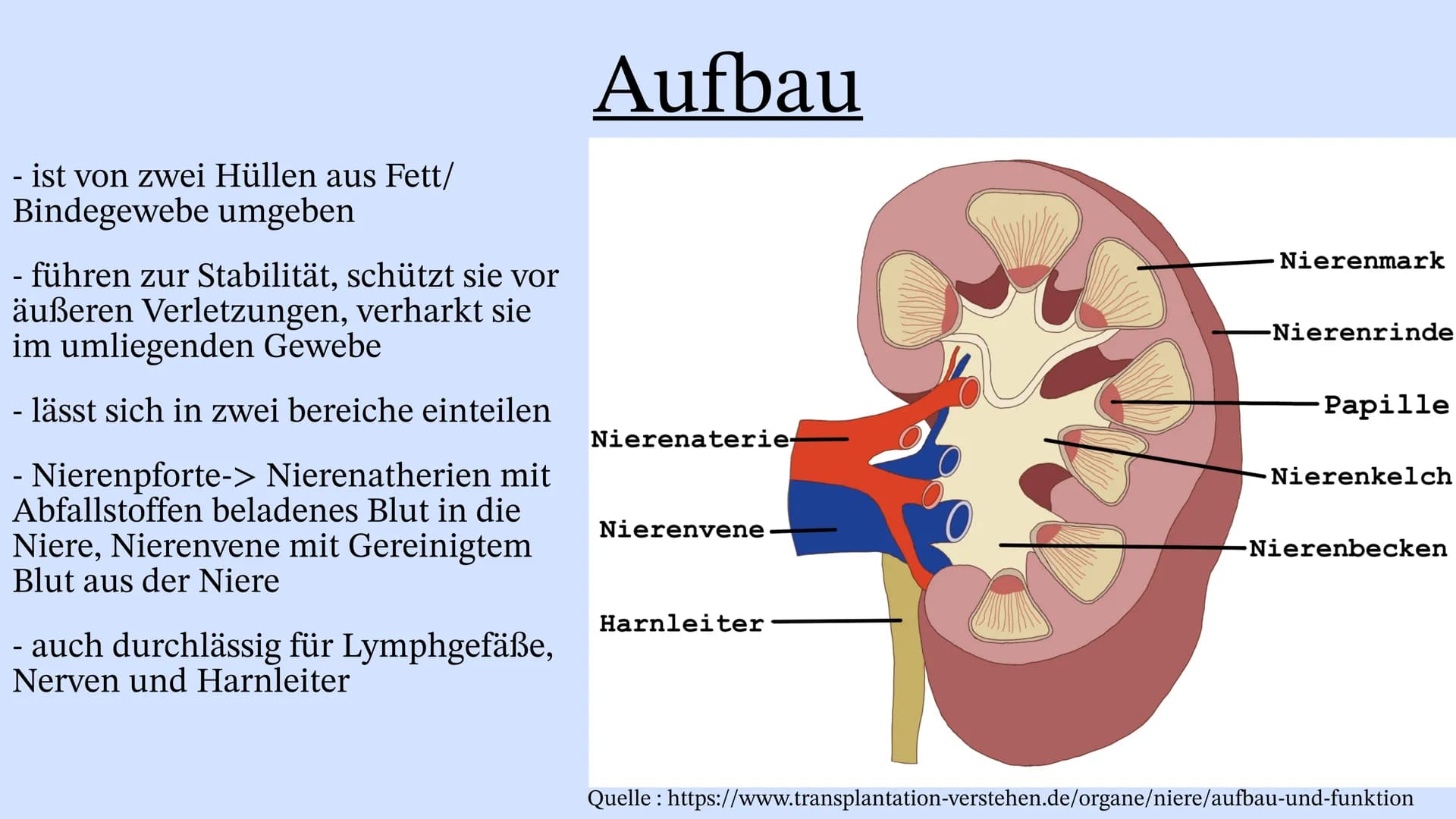Die Niere Inhaltsverzeichnis
Wo liegt die Niere im Körper?
Aufbau der Niere
Leistung
Henle Schleife
Was wenn die Niere Versagt? Wo liegt die