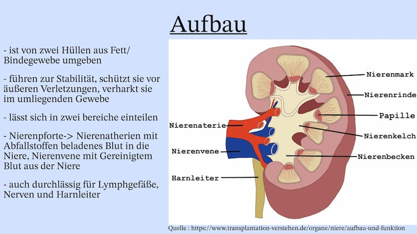 Die Niere Inhaltsverzeichnis
Wo liegt die Niere im Körper?
Aufbau der Niere
Leistung
Henle Schleife
Was wenn die Niere Versagt? Wo liegt die