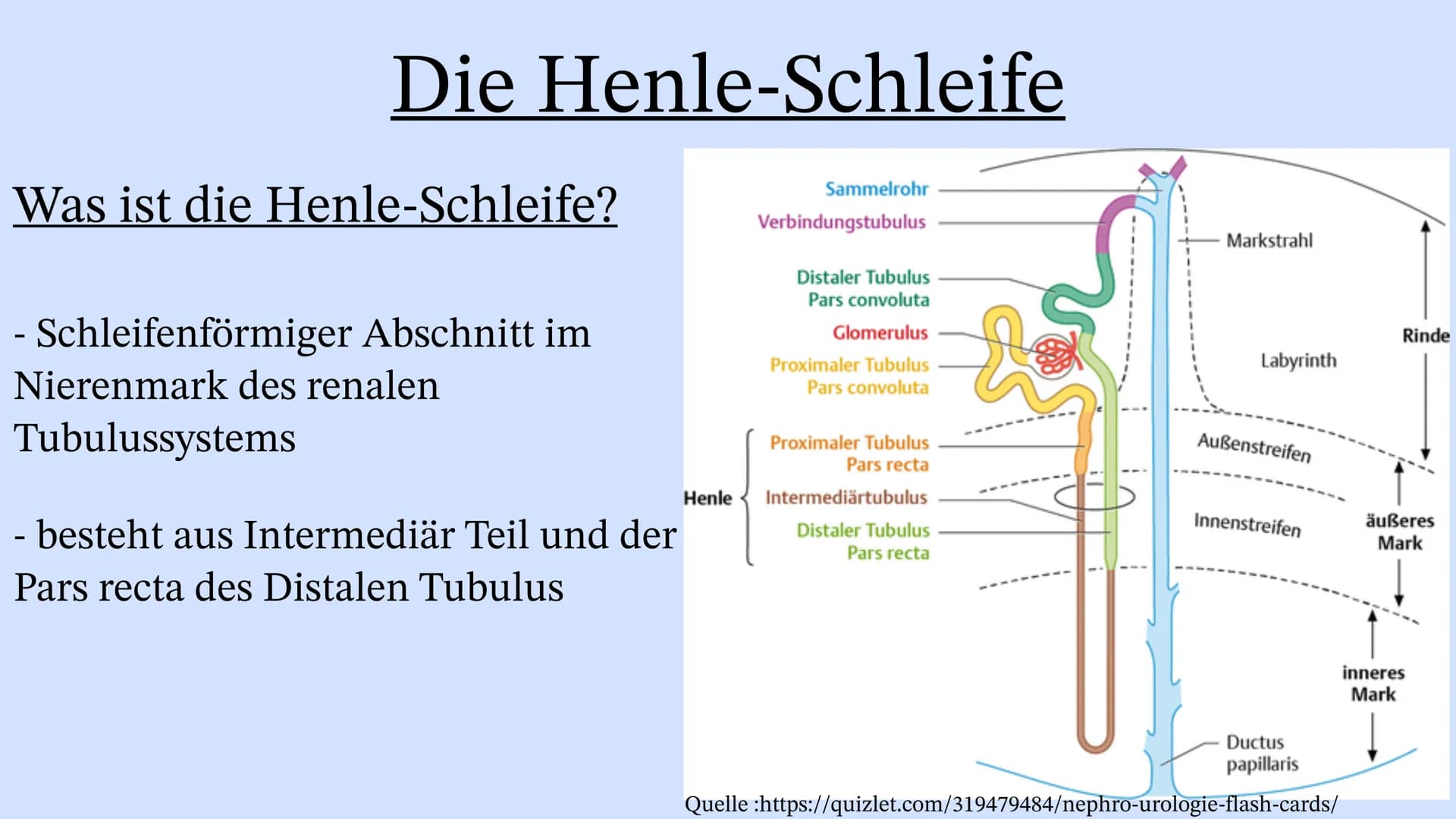 Die Niere Inhaltsverzeichnis
Wo liegt die Niere im Körper?
Aufbau der Niere
Leistung
Henle Schleife
Was wenn die Niere Versagt? Wo liegt die