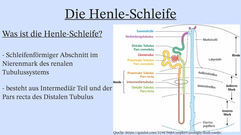 Die Niere Inhaltsverzeichnis
Wo liegt die Niere im Körper?
Aufbau der Niere
Leistung
Henle Schleife
Was wenn die Niere Versagt? Wo liegt die