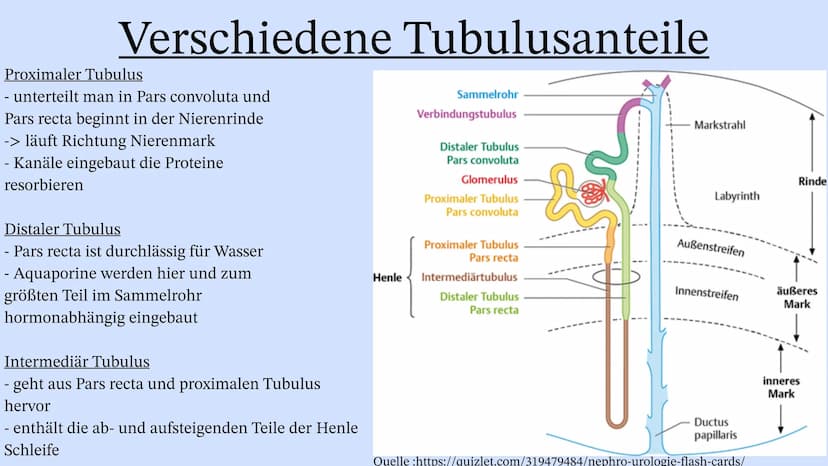 Die Niere Inhaltsverzeichnis
Wo liegt die Niere im Körper?
Aufbau der Niere
Leistung
Henle Schleife
Was wenn die Niere Versagt? Wo liegt die
