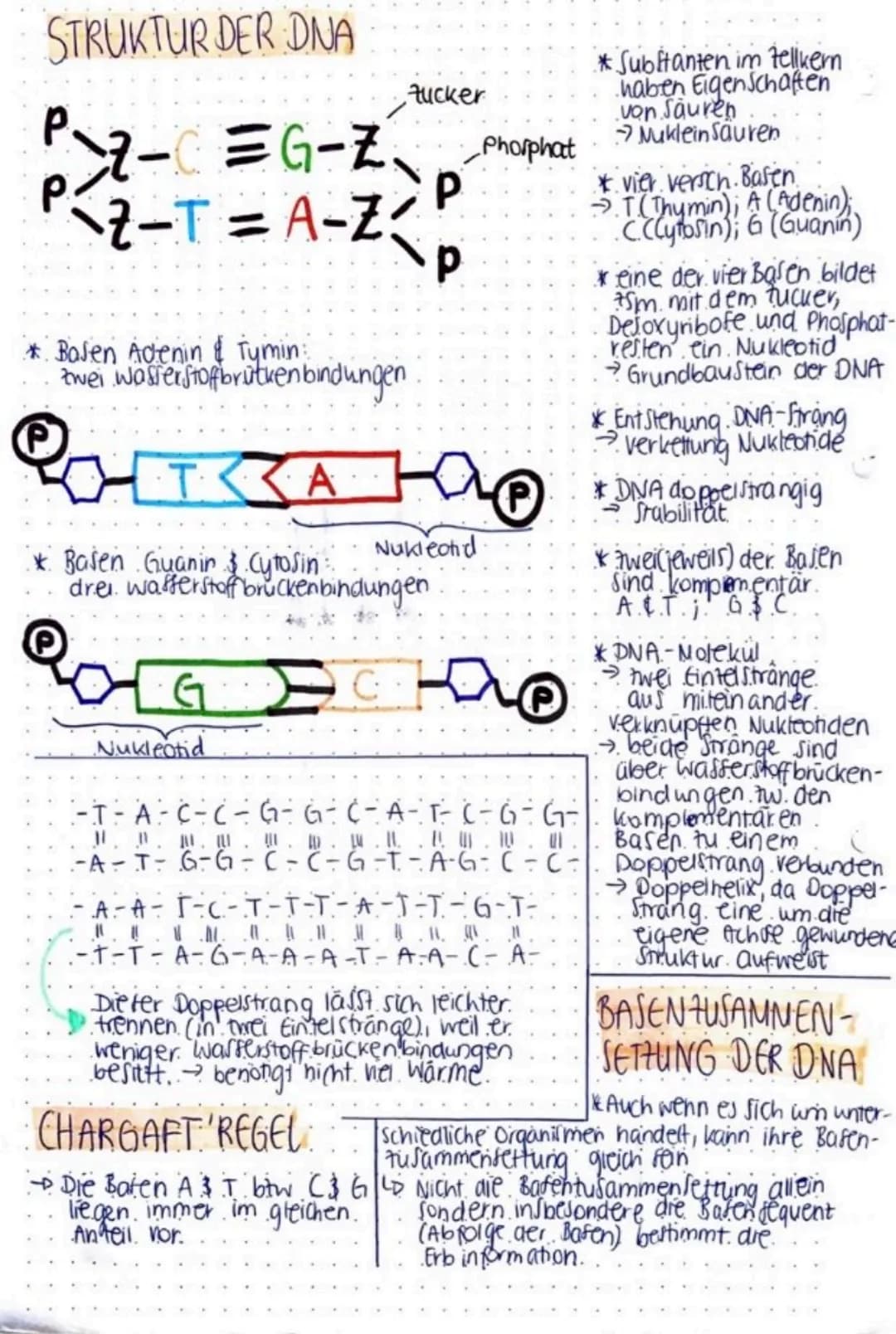 biologie
DNA MIMINIA
- im Zellkern einer jeder Zelle
befindet sich die DNA
*während tellteilung bildet
Sie die Chromosome aus.
in dieser bes