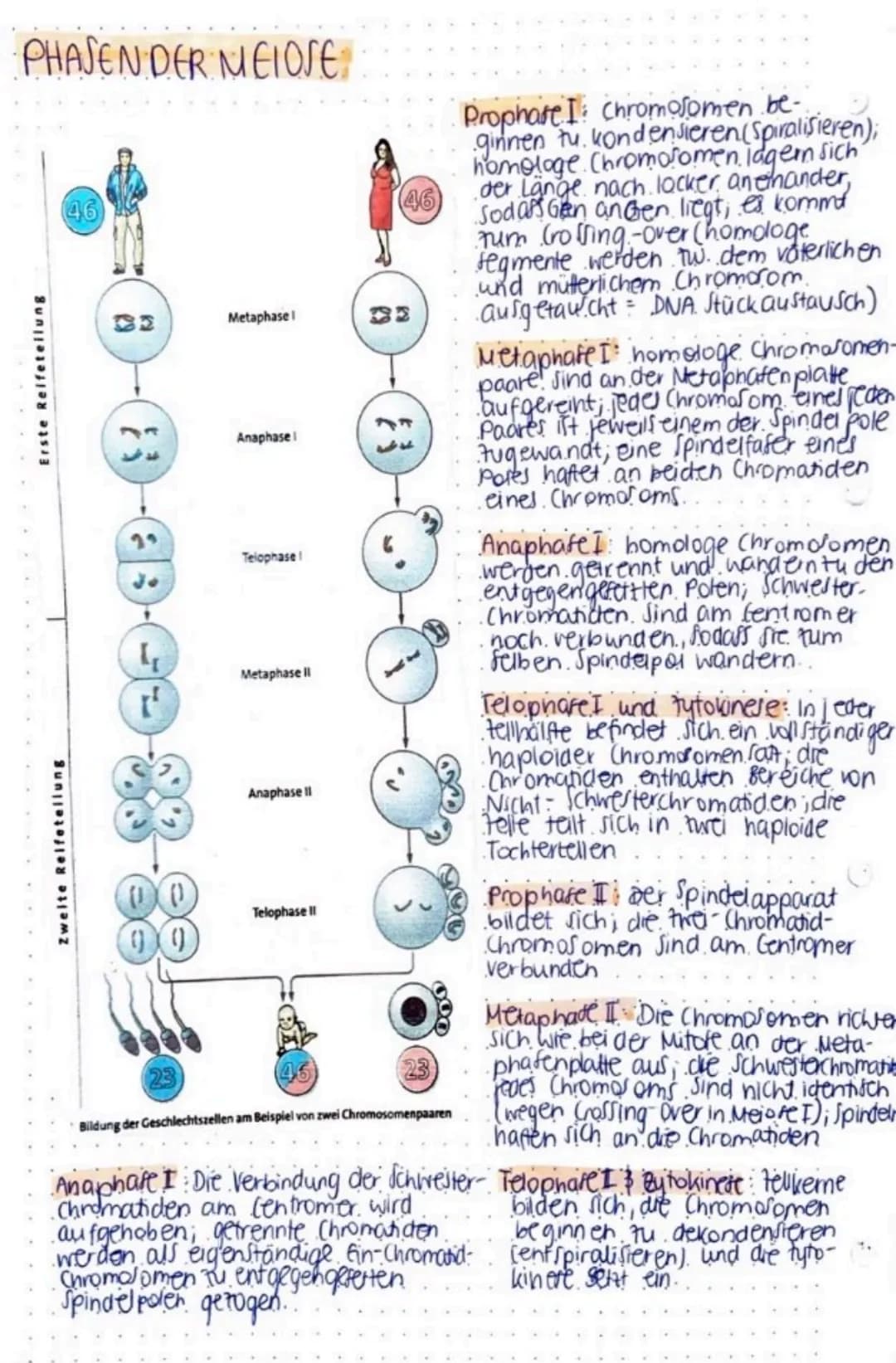 biologie
DNA MIMINIA
- im Zellkern einer jeder Zelle
befindet sich die DNA
*während tellteilung bildet
Sie die Chromosome aus.
in dieser bes