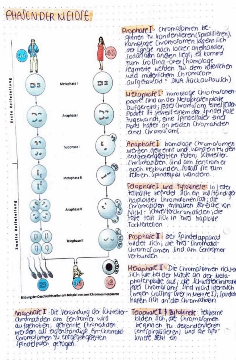 biologie
DNA MIMINIA
- im Zellkern einer jeder Zelle
befindet sich die DNA
*während tellteilung bildet
Sie die Chromosome aus.
in dieser bes