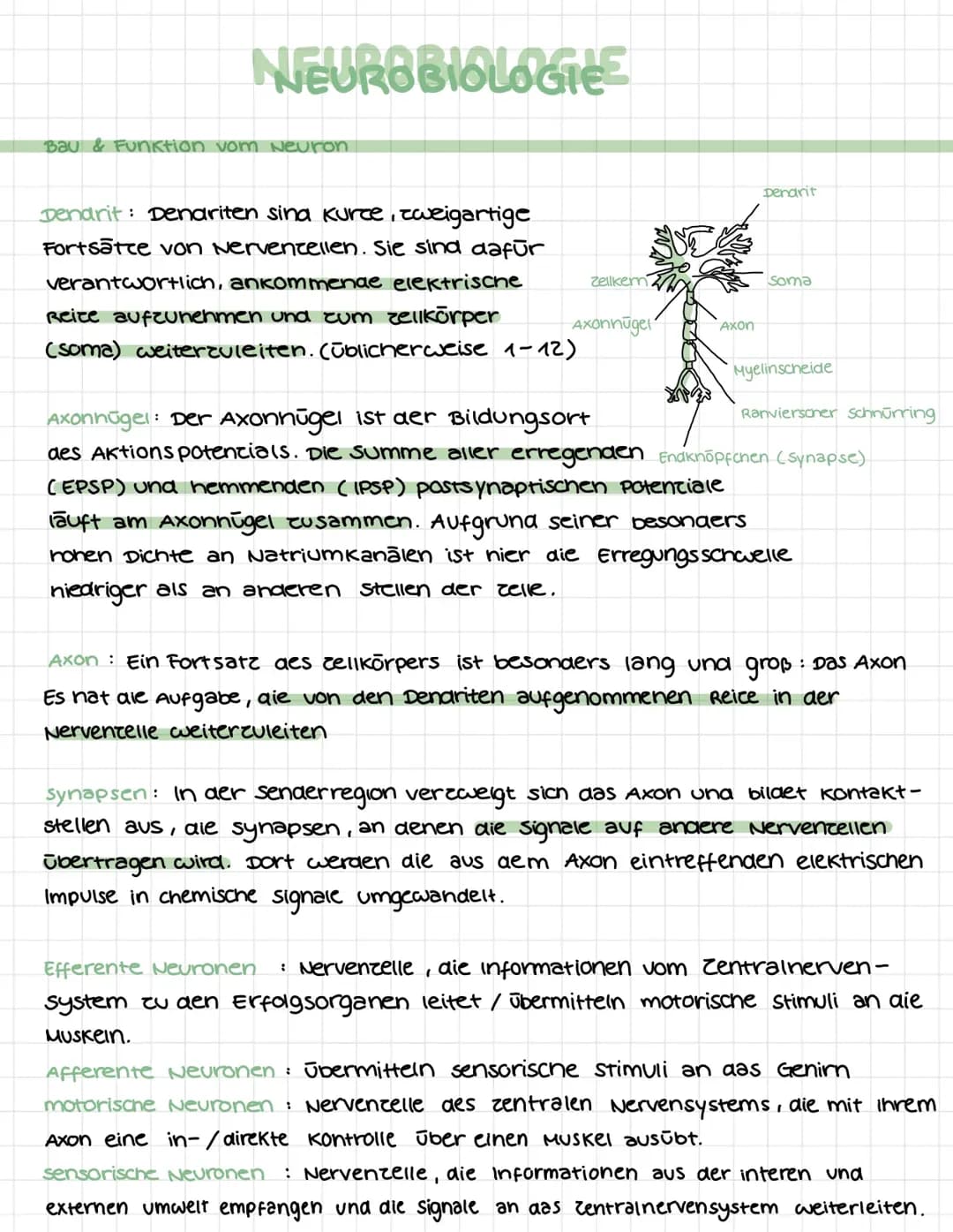 Bio LK Klausur Lernzettel Neuron