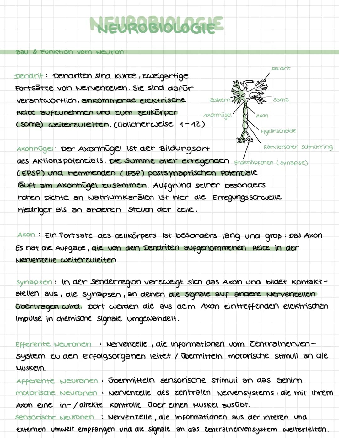 NEUROBIOLOGIE
Bau & Funktion vom Neuron.
Dendrit: Dendriten sina kurce, zweigartige
Fortsatce von Nervenzellen. Sie sind dafür
verantwortlic