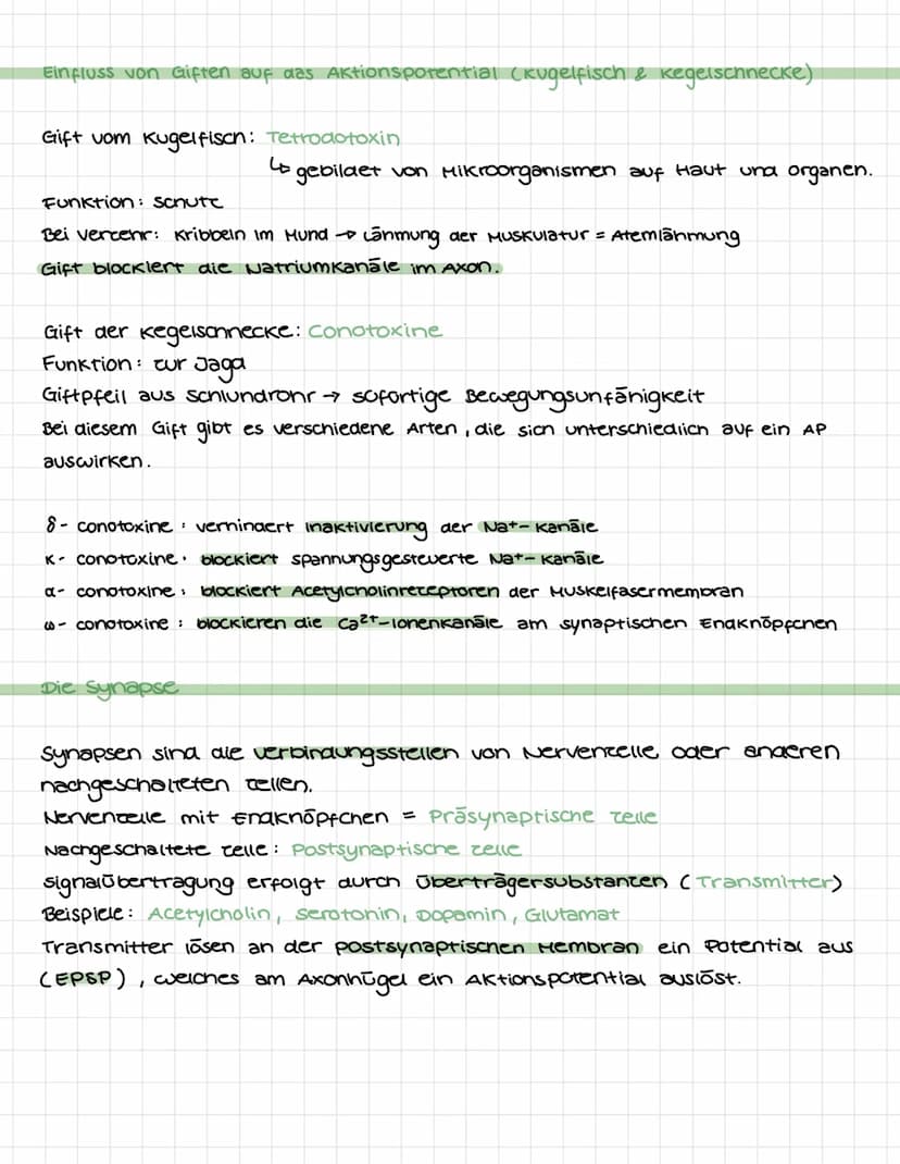 NEUROBIOLOGIE
Bau & Funktion vom Neuron.
Dendrit: Dendriten sina kurce, zweigartige
Fortsatce von Nervenzellen. Sie sind dafür
verantwortlic