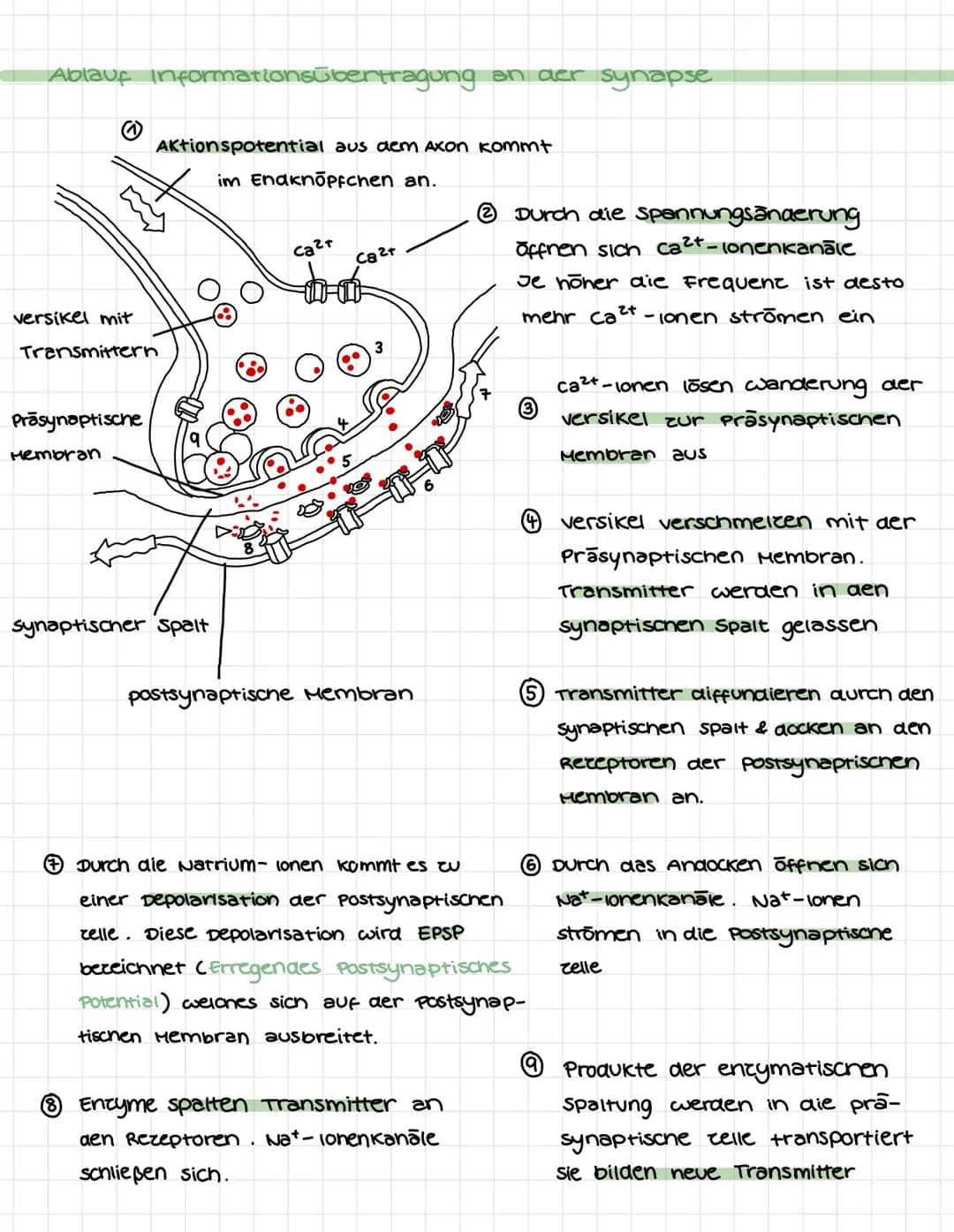 NEUROBIOLOGIE
Bau & Funktion vom Neuron.
Dendrit: Dendriten sina kurce, zweigartige
Fortsatce von Nervenzellen. Sie sind dafür
verantwortlic