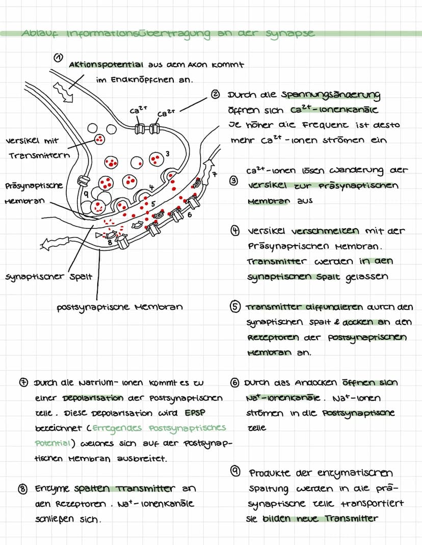 NEUROBIOLOGIE
Bau & Funktion vom Neuron.
Dendrit: Dendriten sina kurce, zweigartige
Fortsatce von Nervenzellen. Sie sind dafür
verantwortlic