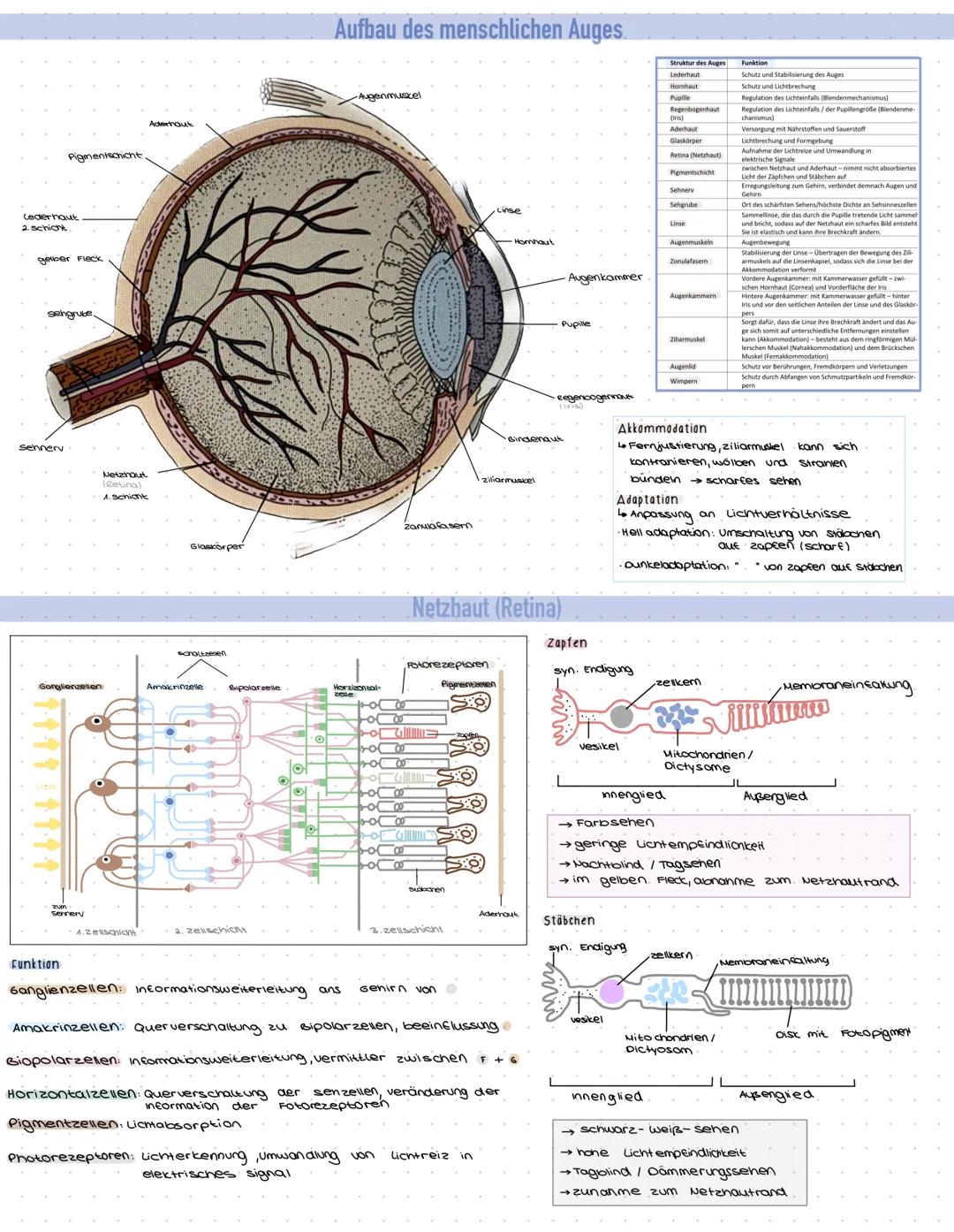 Cederhaut
2. Schicht
Pigmentschicht
gelber Fleck
sengrube
sehnerv
Ganglienzellen
Sennery
Funktion
O
Netzhaut
(Retina)
1. Schicht
4.2 ellschi