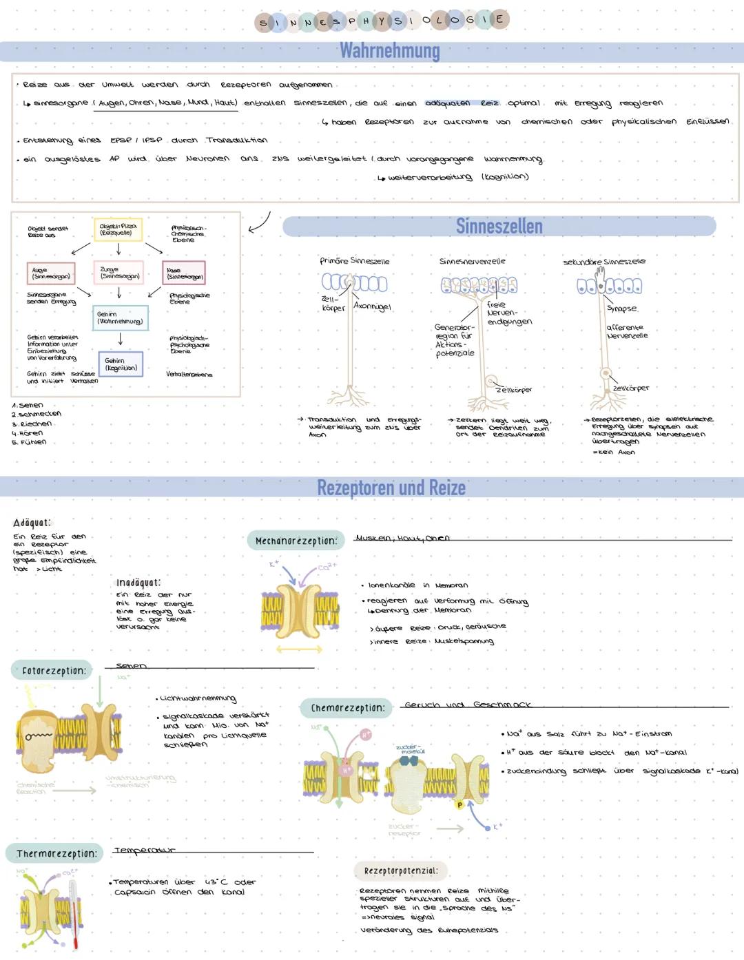 Cederhaut
2. Schicht
Pigmentschicht
gelber Fleck
sengrube
sehnerv
Ganglienzellen
Sennery
Funktion
O
Netzhaut
(Retina)
1. Schicht
4.2 ellschi