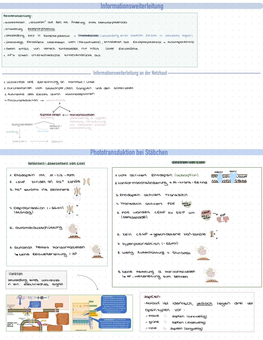 Cederhaut
2. Schicht
Pigmentschicht
gelber Fleck
sengrube
sehnerv
Ganglienzellen
Sennery
Funktion
O
Netzhaut
(Retina)
1. Schicht
4.2 ellschi