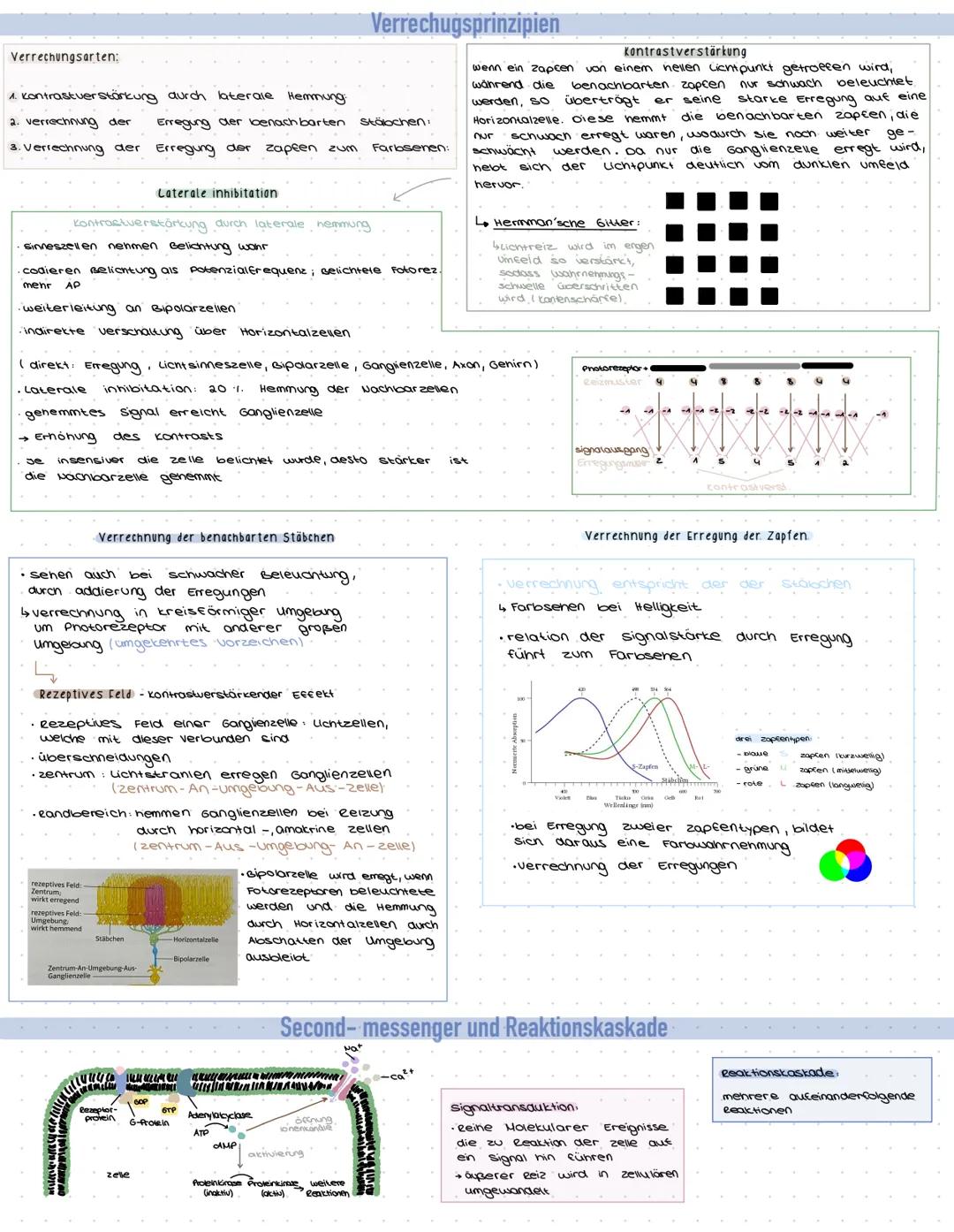Cederhaut
2. Schicht
Pigmentschicht
gelber Fleck
sengrube
sehnerv
Ganglienzellen
Sennery
Funktion
O
Netzhaut
(Retina)
1. Schicht
4.2 ellschi