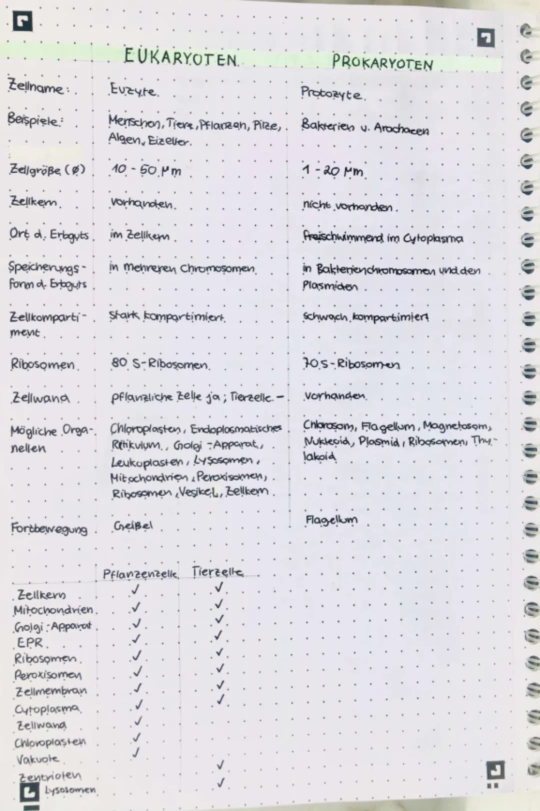 Vergleich Eukaryoten & Prokaryoten