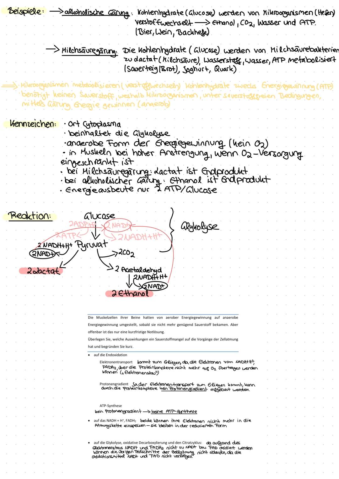 Gärung
01.05.21

Gärungsreaktionen:

Hilchsäuregärung
Glucose +2 (ADP+P) 22actat + 2ATP

allicholische Gärung
Glucose + 2(ADP+P) 2 Ethanol +