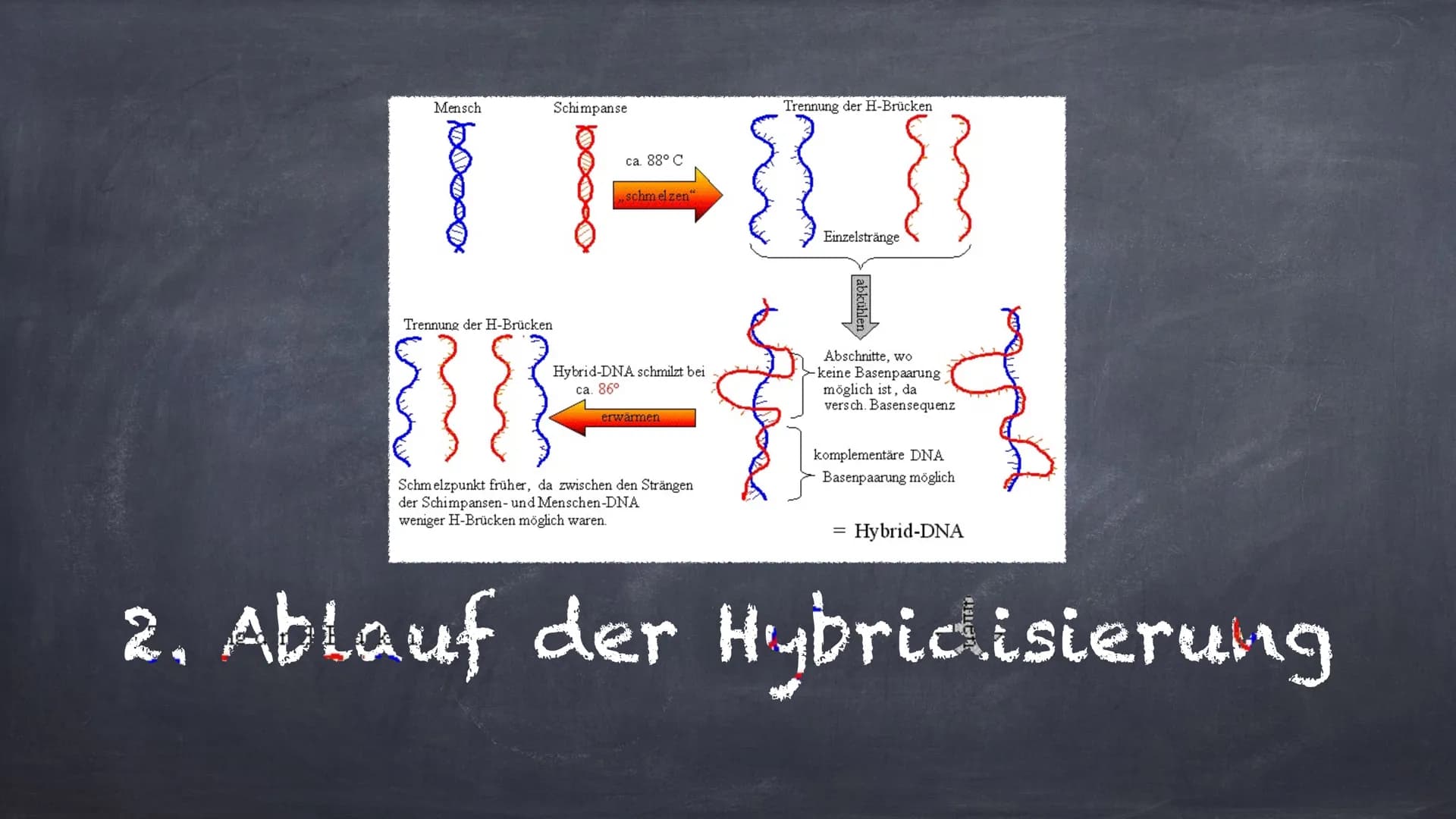 DNA - Hybridisierung
Eine Präsentation von Linda und Michelle Inhalte:
1. Was ist DNA- Hybridisierung?
2. Ablauf der Hybridisierung
3. Aussa