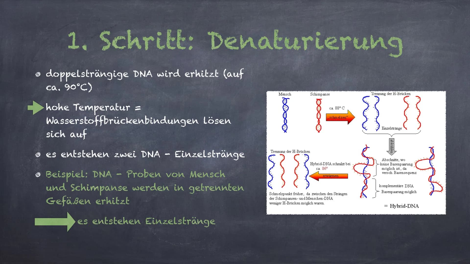 DNA - Hybridisierung
Eine Präsentation von Linda und Michelle Inhalte:
1. Was ist DNA- Hybridisierung?
2. Ablauf der Hybridisierung
3. Aussa