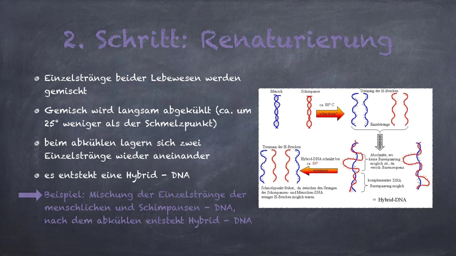 DNA - Hybridisierung
Eine Präsentation von Linda und Michelle Inhalte:
1. Was ist DNA- Hybridisierung?
2. Ablauf der Hybridisierung
3. Aussa