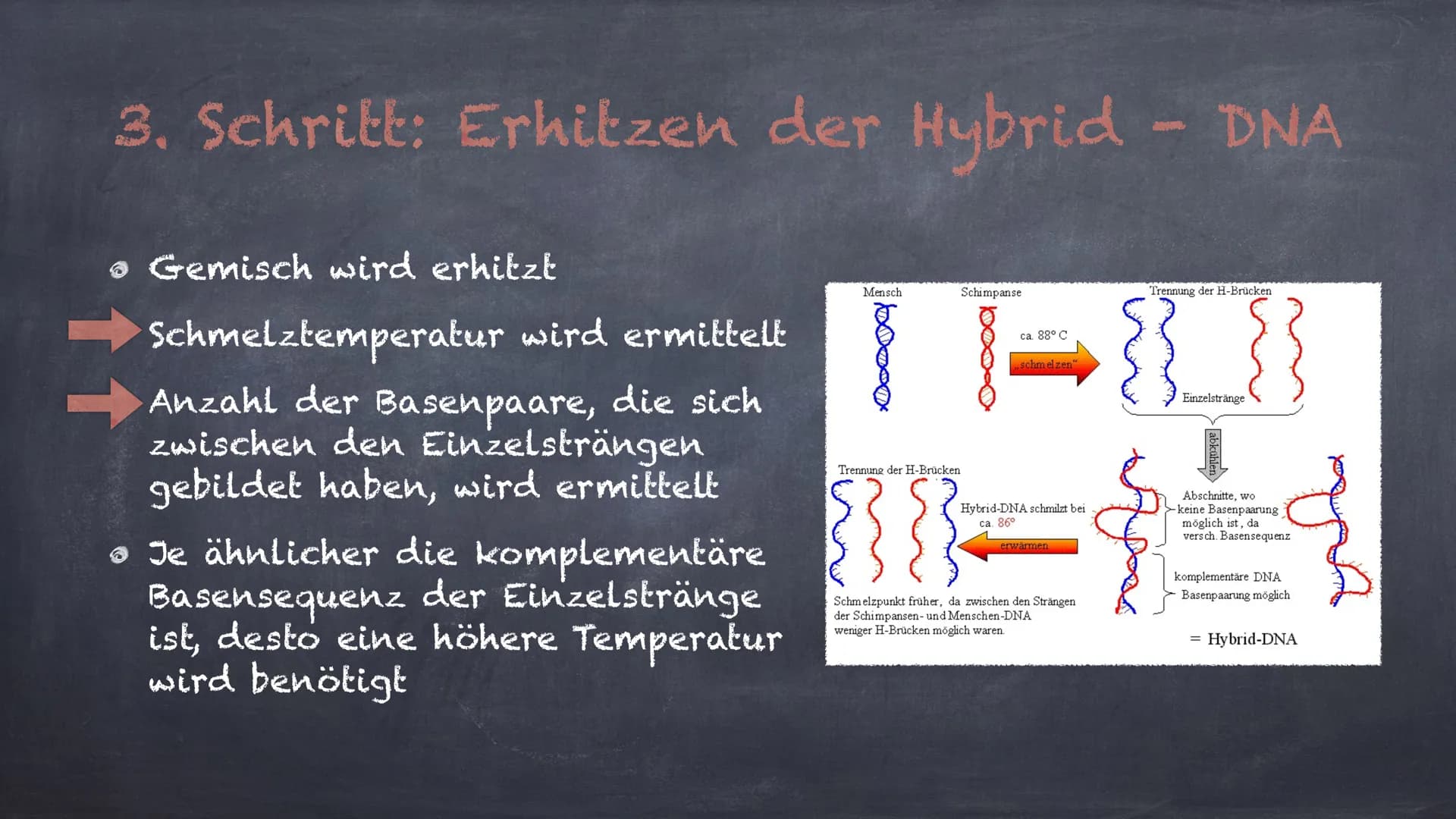 DNA - Hybridisierung
Eine Präsentation von Linda und Michelle Inhalte:
1. Was ist DNA- Hybridisierung?
2. Ablauf der Hybridisierung
3. Aussa