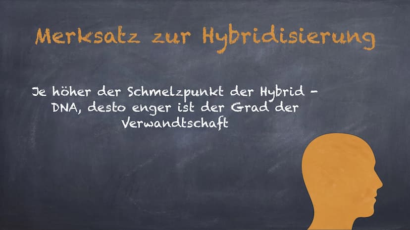 DNA - Hybridisierung
Eine Präsentation von Linda und Michelle Inhalte:
1. Was ist DNA- Hybridisierung?
2. Ablauf der Hybridisierung
3. Aussa