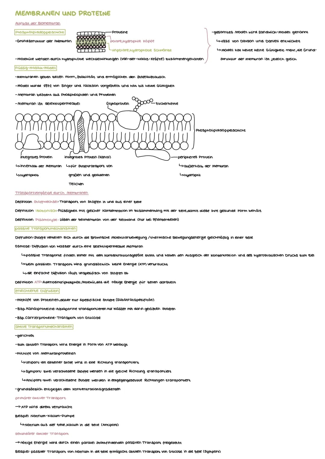 MEMBRANEN UND PROTEINE
Aufbau der Biomembran
Phospholipiddoppelschicht
-Grund Struktur der Membran
polare, hydrophile Köpfe
Cunpolare, hydro