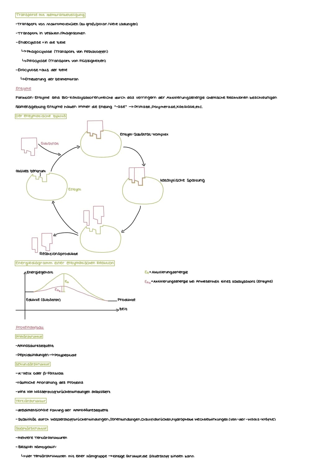 MEMBRANEN UND PROTEINE
Aufbau der Biomembran
Phospholipiddoppelschicht
-Grund Struktur der Membran
polare, hydrophile Köpfe
Cunpolare, hydro