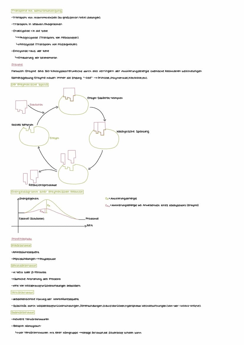 MEMBRANEN UND PROTEINE
Aufbau der Biomembran
Phospholipiddoppelschicht
-Grund Struktur der Membran
polare, hydrophile Köpfe
Cunpolare, hydro
