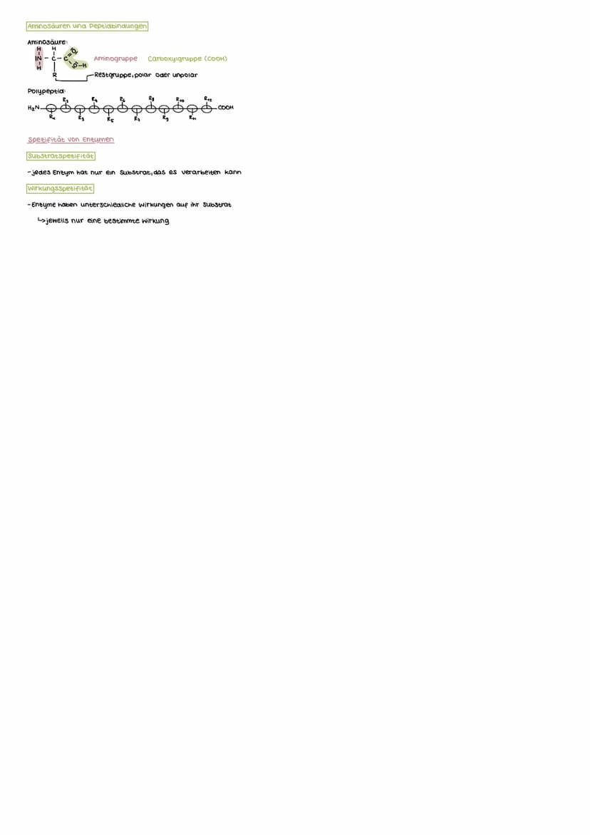 MEMBRANEN UND PROTEINE
Aufbau der Biomembran
Phospholipiddoppelschicht
-Grund Struktur der Membran
polare, hydrophile Köpfe
Cunpolare, hydro