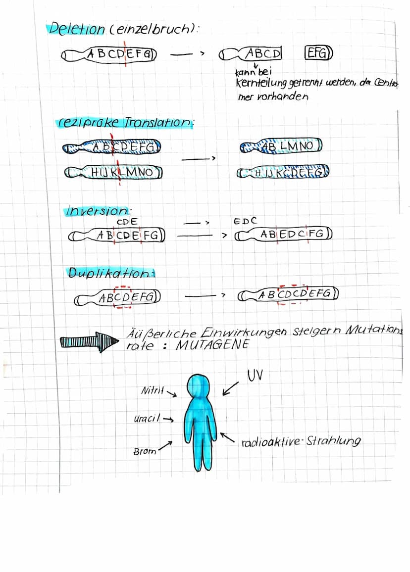 mutationen
GENMUTATION.
▶Punktmutation - Verander-
ung einzelner Basen
Stille/neutrale Mutations
wegen Redundanz- keine
Folgen für die Prote