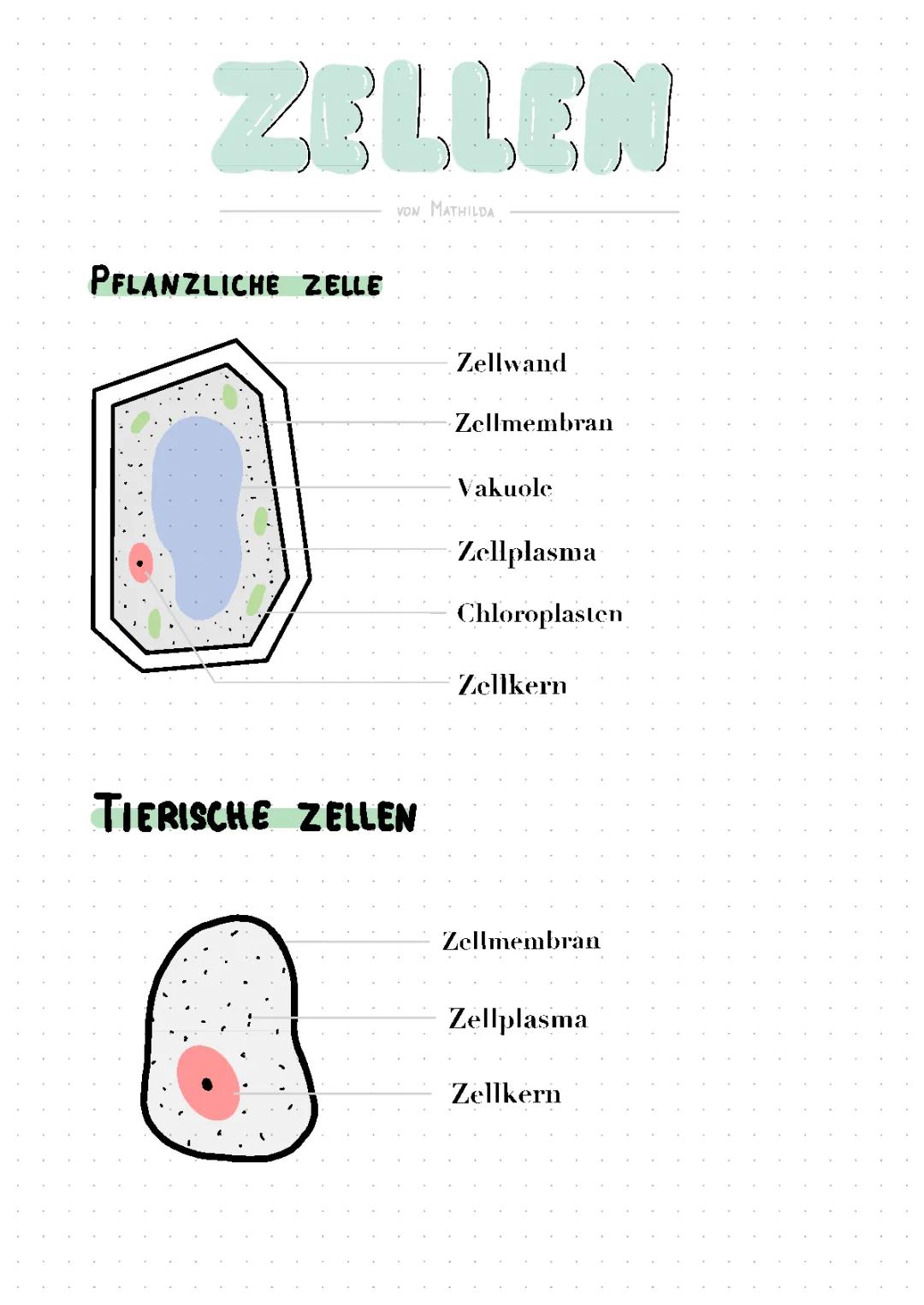 Aufbau von Zellen