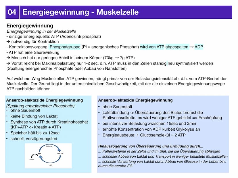 Sport J2.2
AUSDAUER
-klausurzusammenfassung -
- Gliederung
-> Bedeutung der Ausdauer für sportliche Leistung
-> motorische Fähigkeiten
-> Au