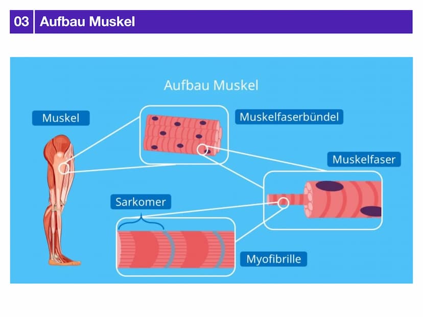 Sport J2.2
AUSDAUER
-klausurzusammenfassung -
- Gliederung
-> Bedeutung der Ausdauer für sportliche Leistung
-> motorische Fähigkeiten
-> Au