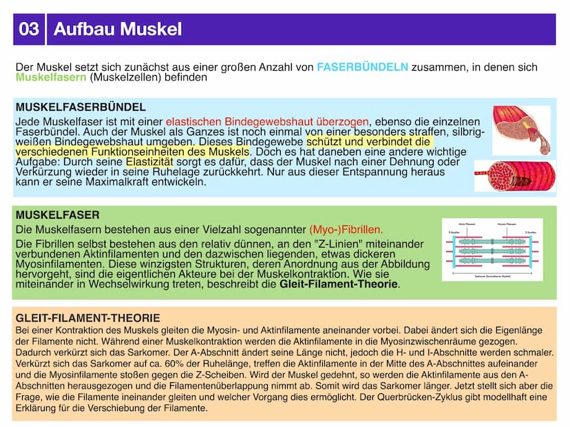 Sport J2.2
AUSDAUER
-klausurzusammenfassung -
- Gliederung
-> Bedeutung der Ausdauer für sportliche Leistung
-> motorische Fähigkeiten
-> Au