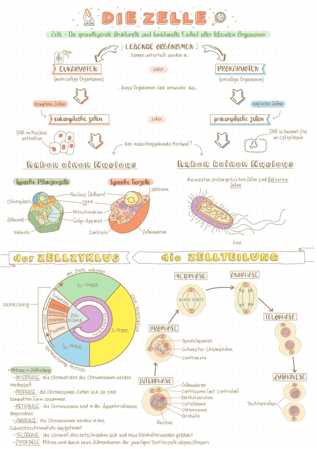 DNA im Nucleus
enthalten
Chloroplast
Zellwand-
Vakuole.
& DIE ZELLEⓇ
Zelte Die grundlegende strukturelle und funktionelle Einheit aller lebe