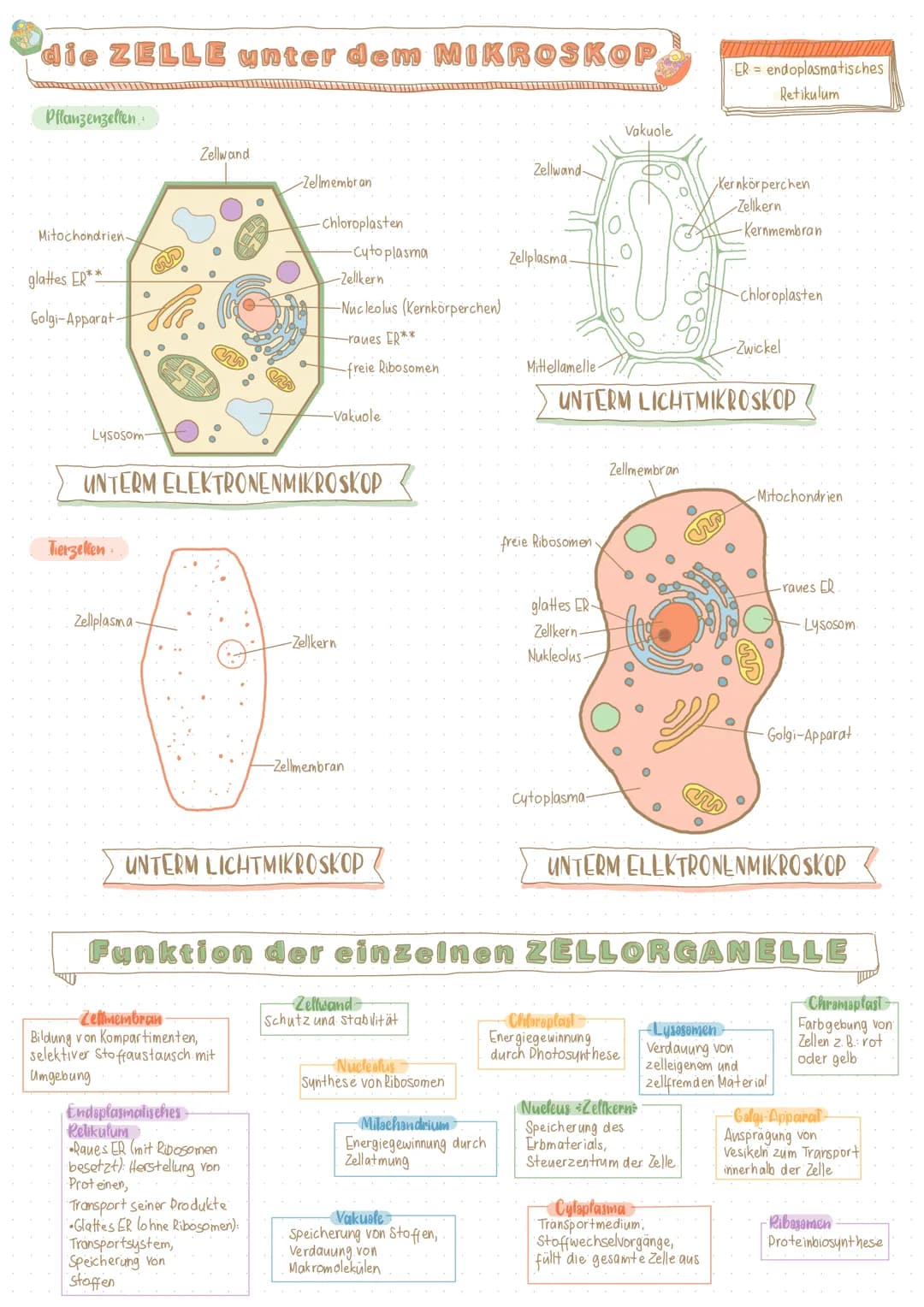 DNA im Nucleus
enthalten
Chloroplast
Zellwand-
Vakuole.
& DIE ZELLEⓇ
Zelte Die grundlegende strukturelle und funktionelle Einheit aller lebe