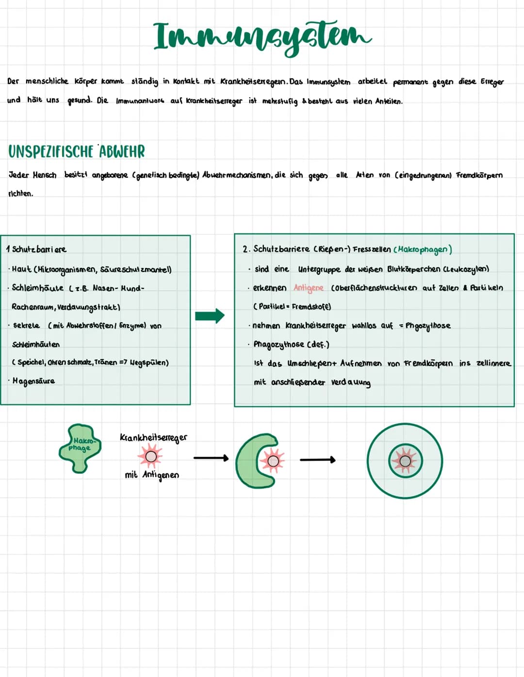 SPEZIFISCHE IMMUNABWEHR
Antikörper Y
sind kleine Eiweiß-Molekule, die an Antigene binden können.
↳ Schlüssel schlossprinzip!
=> Dadurch erke