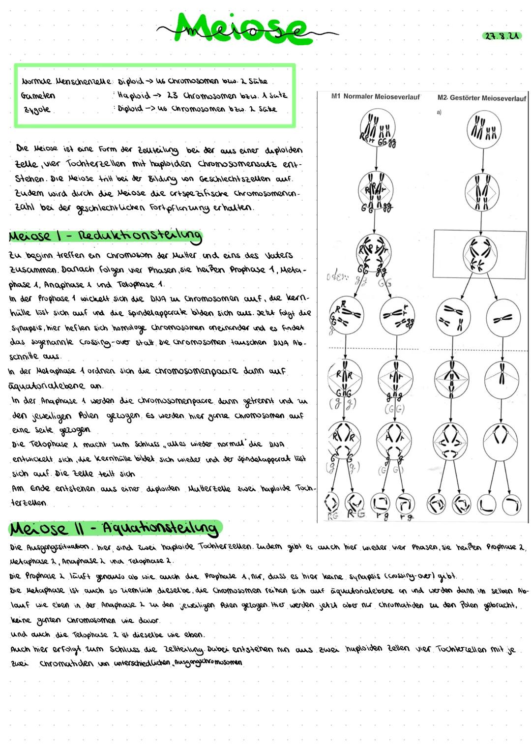 # Meiose

Normde Menschenzelle Diploid 46 Chromosomen bzw. 2 Sühe

Gameten Haploid 23 Chromosomen bzw. 1 satz

Zygote Diploiduo Chromosomen 