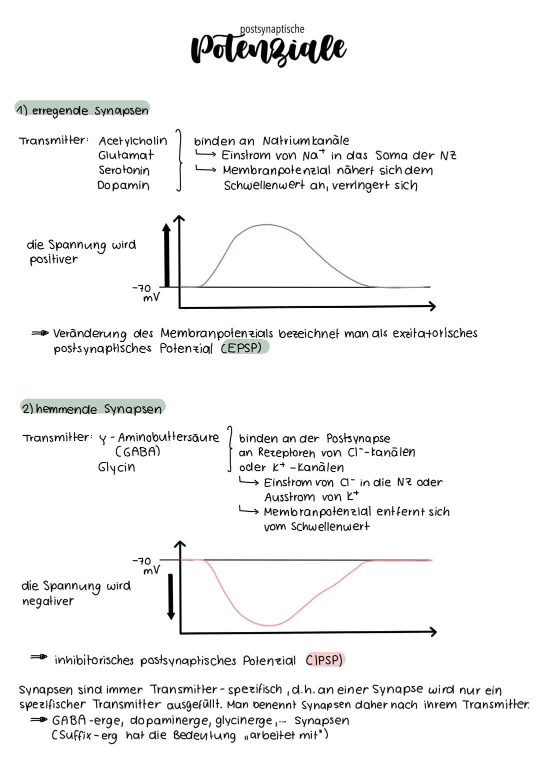 1) erregende Synapsen
Transmitter: Acetylcholin
Glutamat
Serotonin
Dopamin
die Spannung wird
positiver
-70
mV
die Spannung wird
negativer
2)