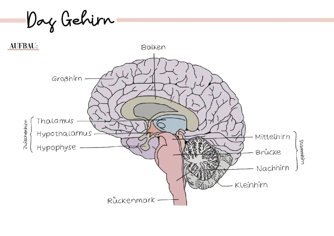 Das Gehirn