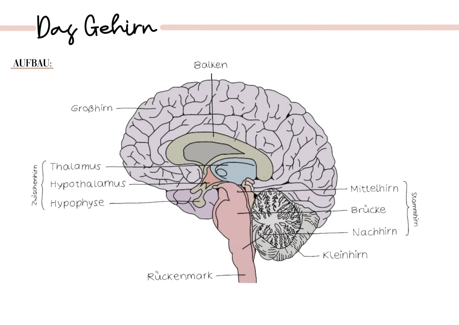 Dag Gehirn
AUFBAU:
Zwischenhirn
Großhirn
Thalamus
Hypothalamus
Hypophyse
Balken
Rückenmark
Mittelhirn
Brücke
Nachhirn
Kleinhirn
Stammhirn FU